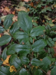Berberis aquifolium