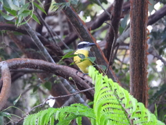 Megarynchus pitangua