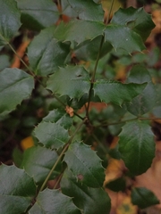 Berberis aquifolium