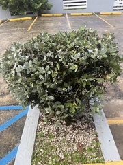 Conocarpus erectus sericeus