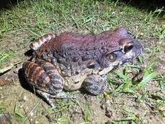 Leptodactylus labyrinthicus