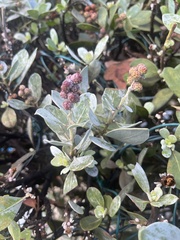 Conocarpus erectus sericeus