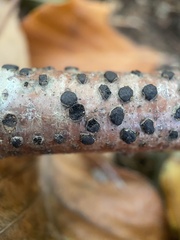 Diatrype disciformis