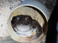 Leptodactylus labyrinthicus