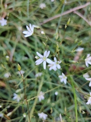 Stellaria graminea