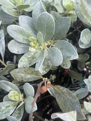 Conocarpus erectus sericeus