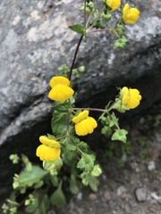 Calceolariaceae