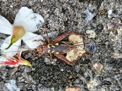 Cardiodactylus guttulus