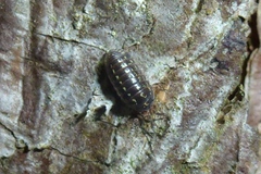 Armadillidium