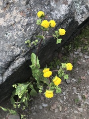 Calceolariaceae
