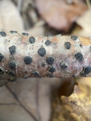 Diatrype disciformis