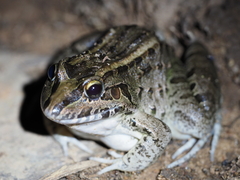 Leptodactylus macrosternum