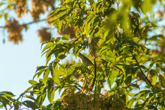 Phylloscopus