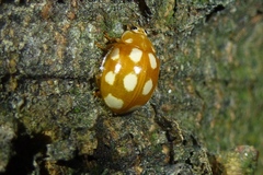 Calvia decemguttata