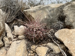 Hamatocactus hamatacanthus hamatacanthus