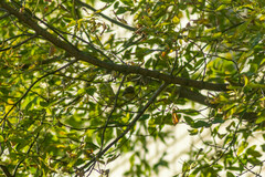 Phylloscopus