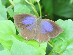 Mahathala ameria