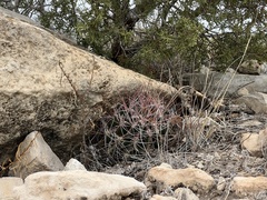 Hamatocactus hamatacanthus hamatacanthus