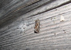 Macdunnoughia confusa