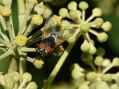 Phasia aurigera