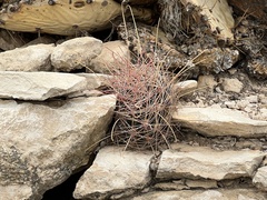 Hamatocactus hamatacanthus hamatacanthus