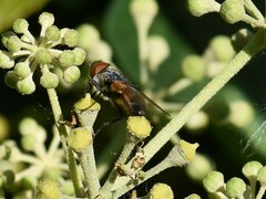 Phasia aurigera