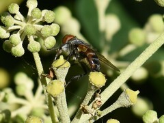 Phasia aurigera