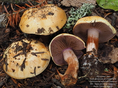 Cortinarius haasii