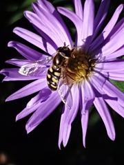 Eupeodes corollae