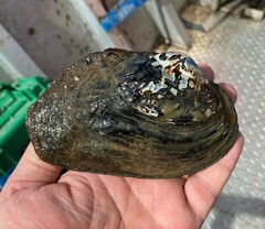 Arcidens confragosus