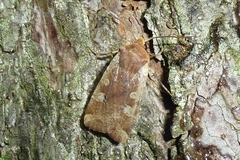 Conistra erythrocephala