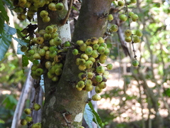 Ficus hispida