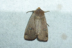 Conistra erythrocephala