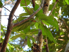 Ficus hispida