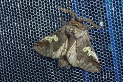 Diloba caeruleocephala