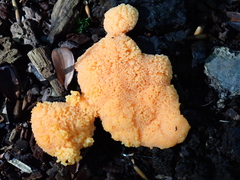 Tubifera