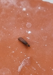 Kalotermes flavicollis