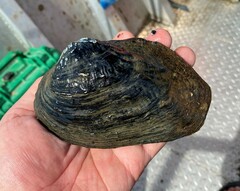 Arcidens confragosus