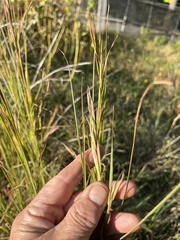 Andropogon virginicus