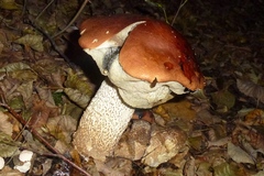 Leccinum