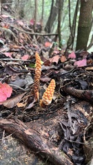 Balanophora laxiflora