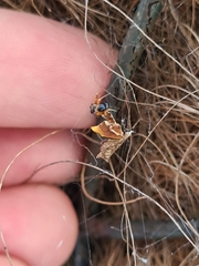 Philoponella congregabilis