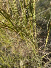 Andropogon virginicus