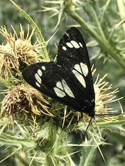 Gnophaela discreta