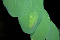 Macrosaccus robiniella