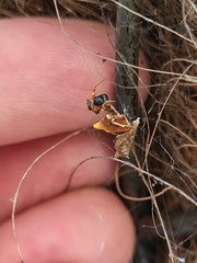 Philoponella congregabilis