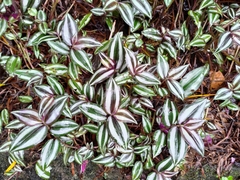 Tradescantia zebrina