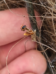 Philoponella congregabilis