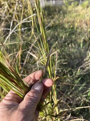 Andropogon virginicus