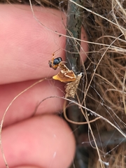 Philoponella congregabilis